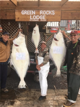 alaskan-halibut