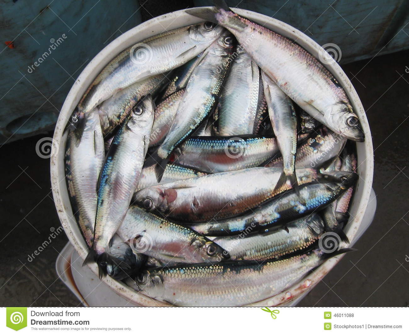 Halibut Bait & Chumming Tips For Green Rocks Lodge Guests Green Rocks