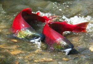 two red salmon in the water